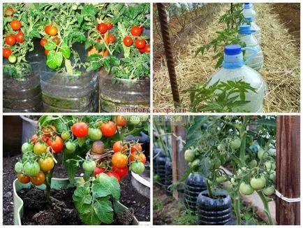 Tomate într-o sticlă cum să crească răsaduri de tomate într-o sticlă