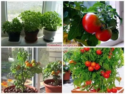 Tomate într-o sticlă cum să crească răsaduri de tomate într-o sticlă