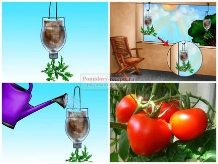 Tomate într-o sticlă cum să crească răsaduri de tomate într-o sticlă