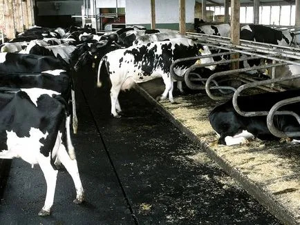 Acoperiri pentru animale - bovine și covorașe pardoseli de cauciuc în formă de rulouri și dale de pe fermă