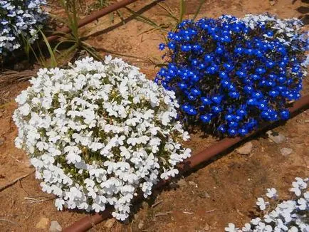 răsadurilor de plantare Lobelia