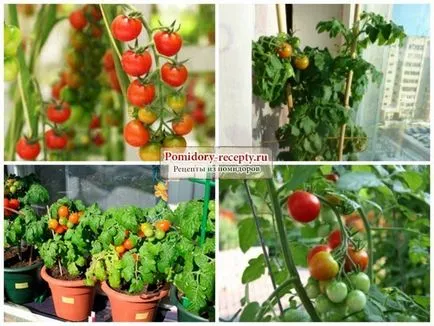 Tomate într-o sticlă cum să crească răsaduri de tomate într-o sticlă