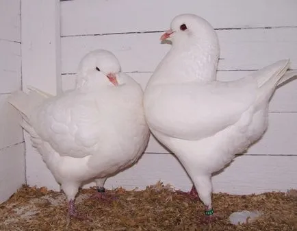 Популярни месо порода гълъби с описание и снимка
