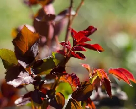 trandafiri de plantare