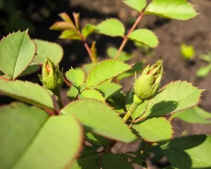 trandafiri de plantare