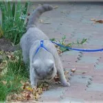 Leash pentru pisici