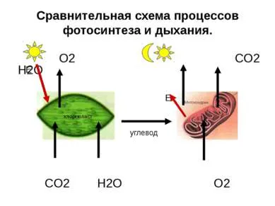 Представяне - дишането на растенията - свободно изтегляне