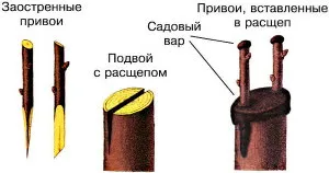 Присаждане на ябълки през есента на видео, графика и методи