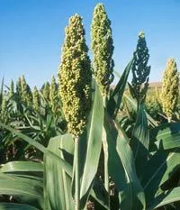 Soris растение - хибриден ориз и сорго