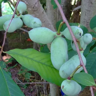 A papaya növény fotó banánfa és gyümölcs termesztése és gondozás videó