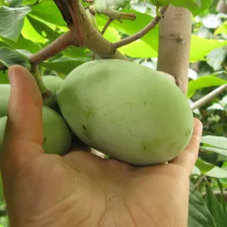 A papaya növény fotó banánfa és gyümölcs termesztése és gondozás videó
