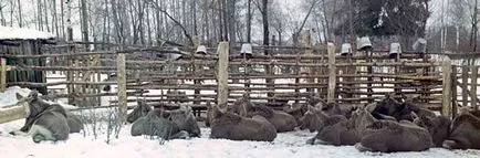 Putin și Moose