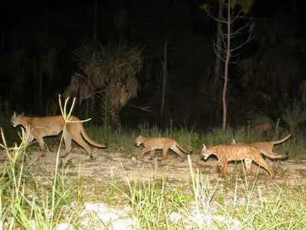 Puma, hegyi oroszlán, fotó