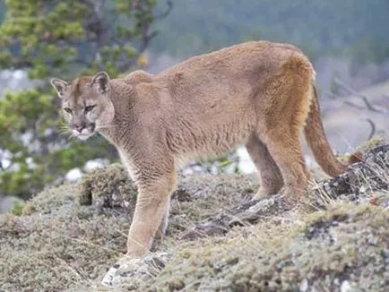 Puma, munte leu, fotografie