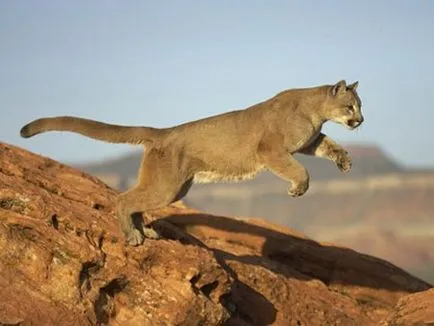 Puma, hegyi oroszlán, fotó