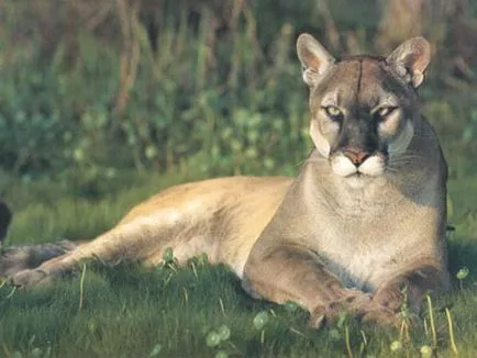 Puma, hegyi oroszlán, fotó