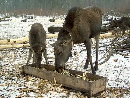 Putin și Moose