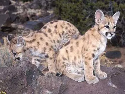 Puma, hegyi oroszlán, fotó