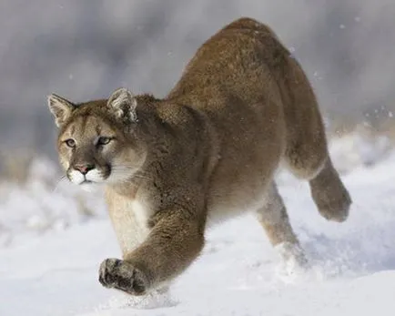 Puma, планински лъв, фото
