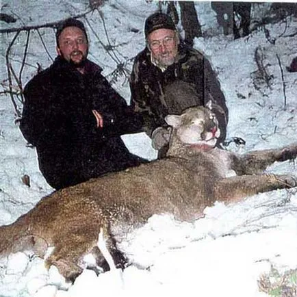 Puma, hegyi oroszlán, fotó