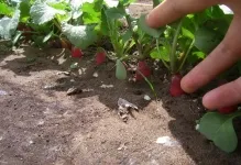 Ridichi într-o plantare policarbonat seră și cultivarea de iarnă de vânzare, cum să planteze și a plantelor,