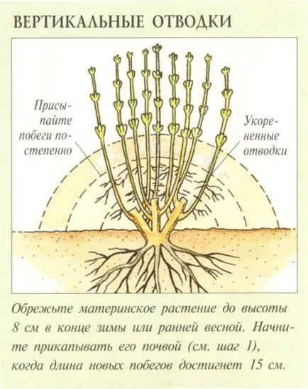 репродукция -