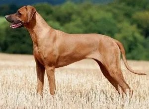 nutriție Ridgeback Rhodesian și sănătate