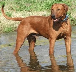 nutriție Ridgeback Rhodesian și sănătate