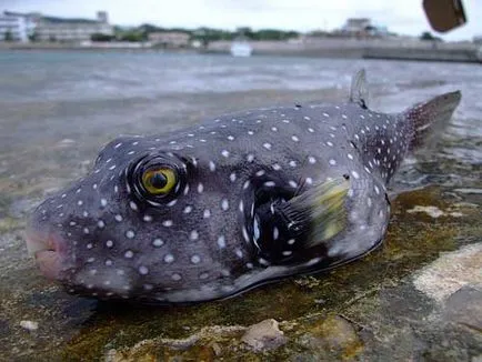 Câine Pește sau toby (takifugu rubripes)