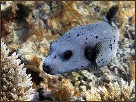 Câine Pește sau toby (takifugu rubripes)