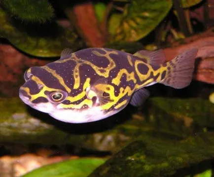 Câine Pește sau toby (takifugu rubripes)