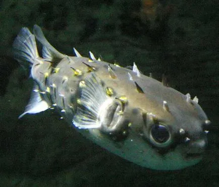 Câine Pește sau toby (takifugu rubripes)