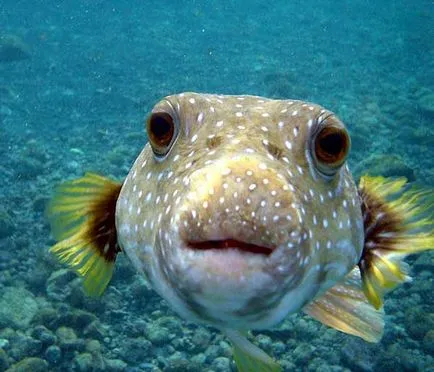 Câine Pește sau toby (takifugu rubripes)