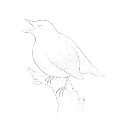 rajz madarak