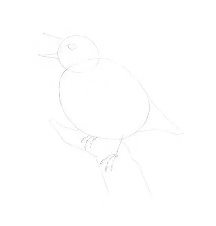 păsări de desen