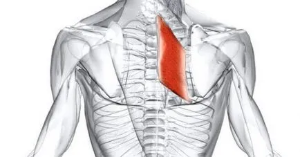 musculare romboida - o posibila cauza a durerii în omoplați