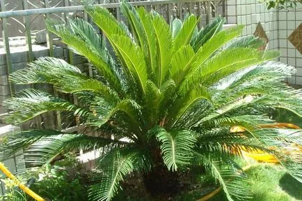 Sago de palmier, Cycas revolyuta sau descriere, de îngrijire la domiciliu