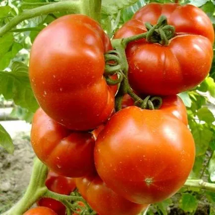 Cele mai devreme de maturare soiuri de tomate pentru sere cu cea mai bună performanță