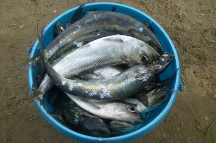 Herring - Caspian támadás