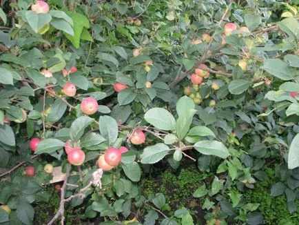 Titkok egy alma gyümölcsös Szibériában