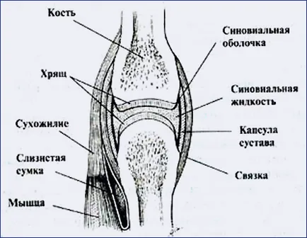 Сайт на плувен гъвкавост - видове, причиняващи развитие фактори, методи, упражнения за