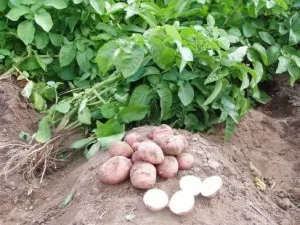 Как да спечелим пари от картофи се правят пари