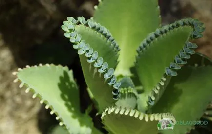 Bryophyllum daigremontianum - грижи у дома