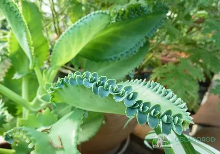 Bryophyllum daigremontianum - грижи у дома