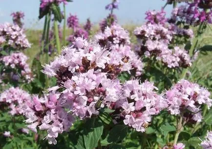 Cum de a recolta de oregano