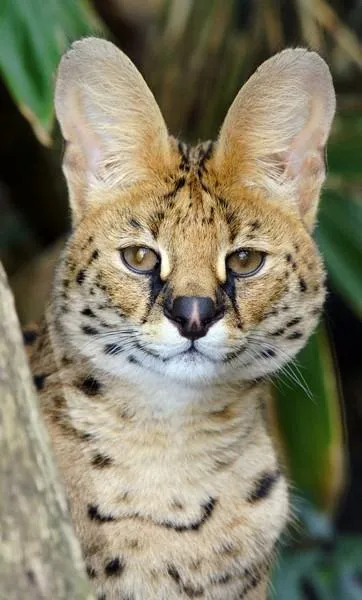 Serval (leptailurus сервал) храст или котка