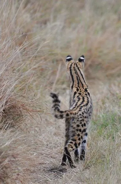 Serval (leptailurus szervál) cserje vagy macska