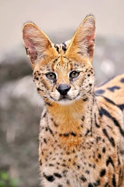 Serval (leptailurus сервал) храст или котка