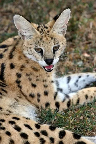 Serval (leptailurus сервал) храст или котка