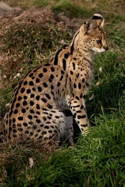 Serval (leptailurus сервал) храст или котка